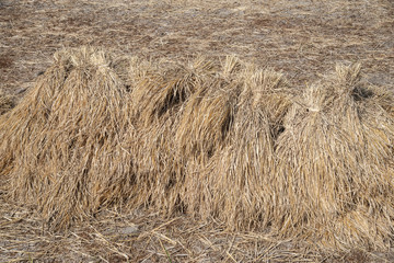 Dry straw texture background in the rice field