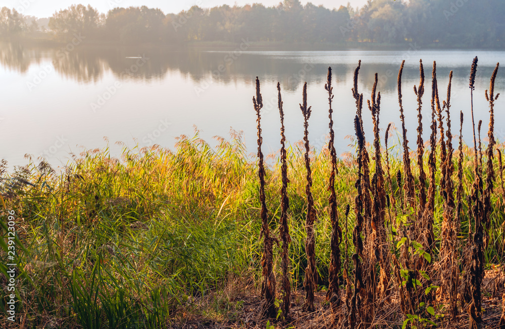 Sticker Weathered brown colored denseflower mullein plants on the edge of a lake