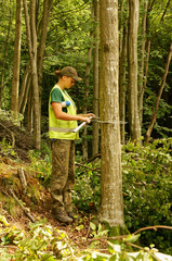 Wood quality control in the forest.  Forester measuring a tree. 