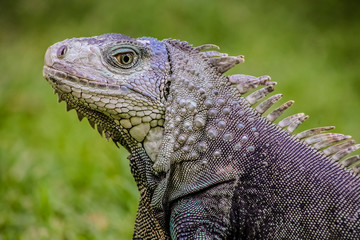Close up of a Iguana, Harmless reptile, selective focus of a Lizard