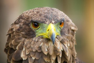 Close up macro of a brown eagle with a green and yellow beak