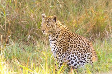 Fototapeta na wymiar Close up of an African Leopard