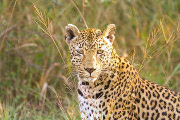 Fototapeta na wymiar Close up of an African Leopard