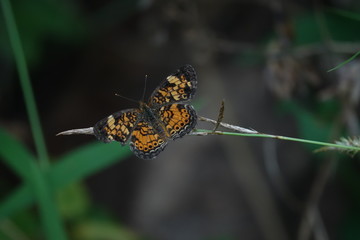 butterfly on a leaf