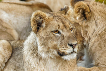 A young lion ( Panthera Leo) looking alert, Ongava Private Game Reserve ( neighbour of Etosha), Namibia.