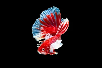 Stof per meter Het ontroerende moment mooi van rode siamese betta vis of splendens vechten vis in thailand op zwarte achtergrond. Thailand noemde Pla-kad of dumbo big ear fish. © Soonthorn