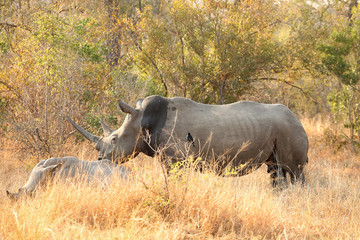 Fototapeta premium African White Rhino in a South African Game Reserve