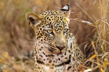 African Leopard in the grass