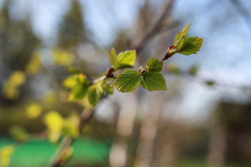 fresh spring leaves on a tree