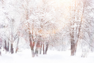 Winter landscape. Forest under the snow. Winter in the park.