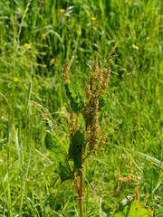 Blooming meadow herb in the sunlight, with trained seeds in the old inflorescences, watching in a wild meadow