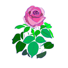 pink rose