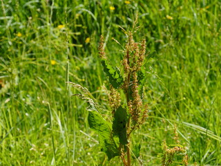 Blooming large-leaved meadow herb in the sunlight, with trained seeds in the old inflorescences, watching in a wild meadow