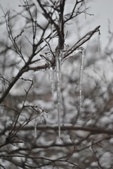 icicles)