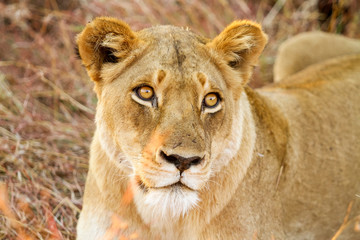 Fototapeta na wymiar African Lion in a South African Game Reserve