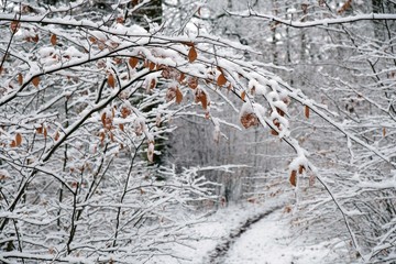 Zimowy las 
