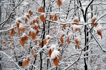 Zimowy las  © Iwona