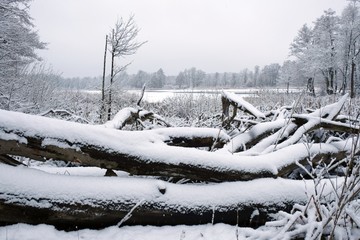 Zimowy las  © Iwona