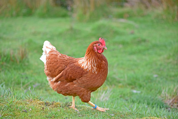 Chicken