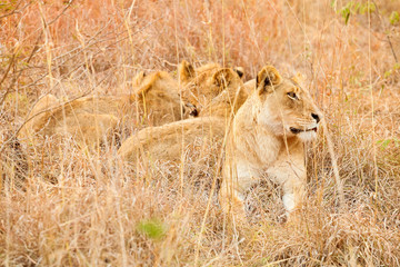  African Lion in a South African Game Reserve