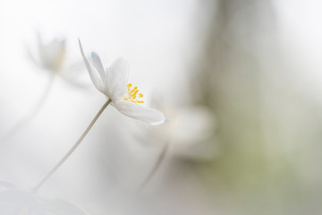 Springtime, the perfect season to photograph wood anemones - Anemone nemorosa