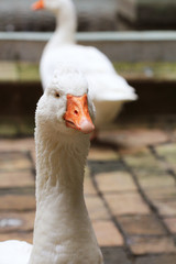 White Goose enjoying for walking in garden. Domestic goose. Goose farm. Home goose.