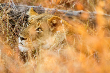  African Lion in a South African Game Reserve
