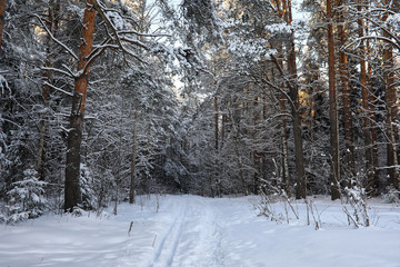 pine forest after a heavy snow storm on sunny winter day
