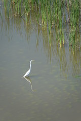 great blue heron in the water