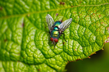 mouche