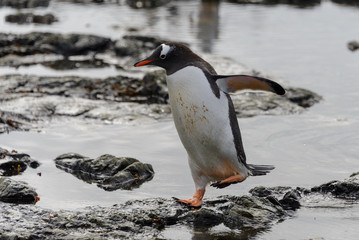 Gentoo penguin going on beach in Antarctica