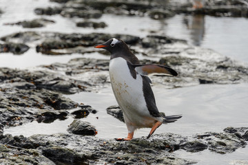 Gentoo penguin going on beach in Antarctica