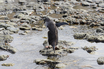 Gentoo penguin going on beach in Antarctica