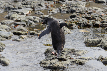 Gentoo penguin going on beach in Antarctica