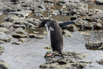 Gentoo penguin going on beach in Antarctica