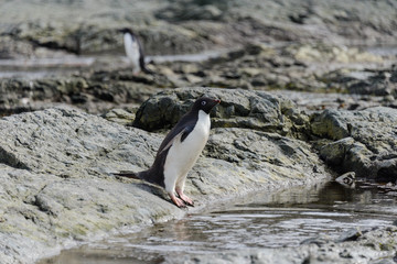 Adelie penguin standing on beach in Antarctica