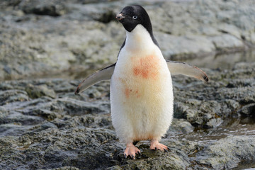 Obraz premium Adelie penguin standing on beach in Antarctica