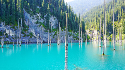 Coniferous tree trunks rise from the depths of a mountain lake with blue water. Shooting with the drone. At the edges of the lake green forest and coniferous trees. Kazakhstan, Almaty, Kaindy lake.