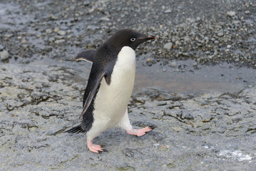 Naklejka premium Adelie penguin going on beach in Antarctica