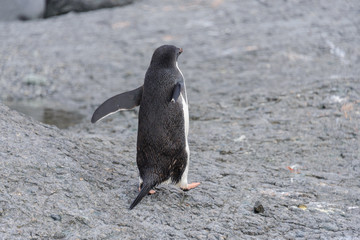 Adelie penguin going on beach in Antarctica