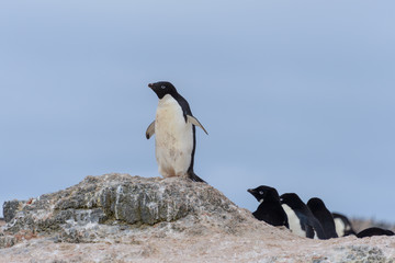 Naklejka premium Adelie penguin going on beach in Antarctica