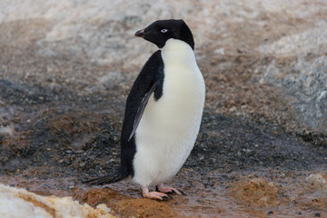 Adelie penguin going on beach in Antarctica
