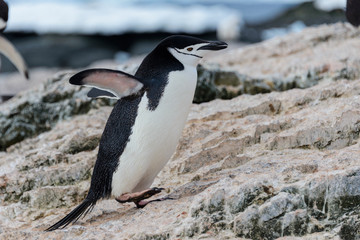 Chinstrap penguin going on beach in Antarctica