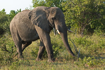 Elephant in Chobe National park in Botswana in Africa