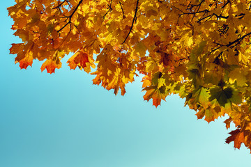 Yellow and orange leaves in autumn with blue sky