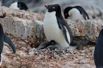 Adelie penguin with chicks in nest in Antarctica