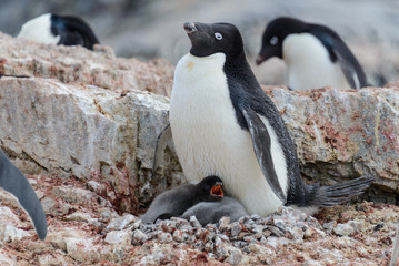 Fototapeta premium Adelie penguin with chicks in nest in Antarctica