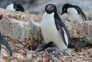 Naklejka premium Adelie penguin with chicks in nest in Antarctica