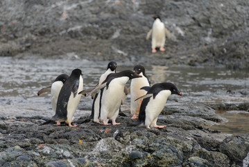 Obraz premium Group of adelie penguins on beach in Antarctica