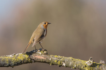 Il pettirosso (Erithacus rubecula)